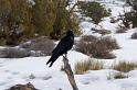 Canyonlands26012010 (183)